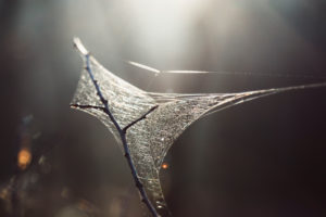 Bald branch with spider web in backlight, close-up