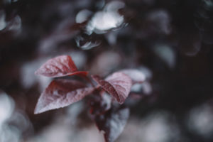 Leaves of purple-leaf plum, close-up