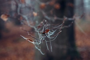 Tree branch with autumn leaves and cobweb, close-up Tree branch with autumn leaves and cobweb, close-up