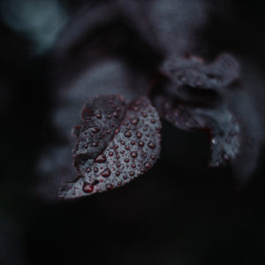 Leaves of purple-leaf plum with water drops, close-up