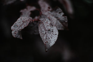 Leaves of purple-leaf plum with water drops, close-up Leaves of purple-leaf plum with water drops, close-up