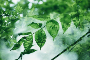 Leaves in the forest on deciduous trees, close-up Leaves in the forest on deciduous trees, close-up