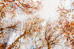 Autumn leaves in the forest in backlight, close-up