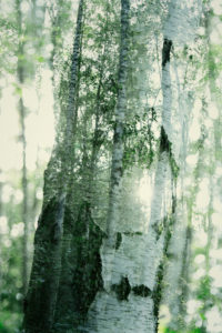 Alienation of a birch, close-up