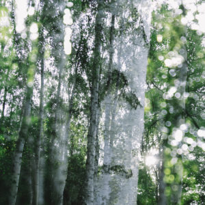 Alienation of a birch, close-up Alienation of a birch, close-up