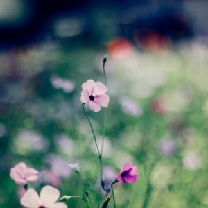 Blooming flower meadow with cranesbill flowers, close-up, geranium