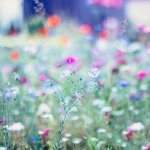 Colorful flower meadow in the summer