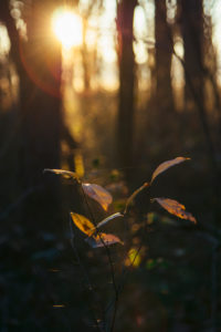 Autumn leaves in the forest in backlight, close-up