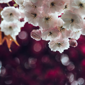 Blossoming cherry, branch, close-up Blossoming cherry, branch, close-up