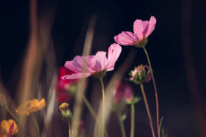 Colorful flower meadow with blooming Cosmea, close-up