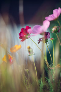 Colorful flower meadow with blooming Cosmea, close-up