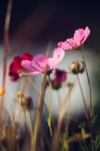 Colorful flower meadow with blooming Cosmea, close-up