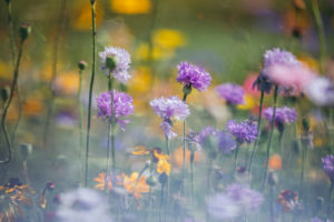 Flower meadow with cornflowers, close-up