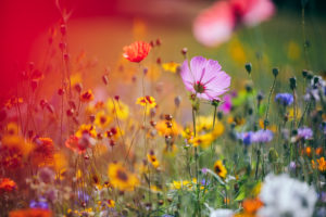 Colorful flower meadow, close-up