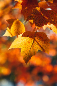 Maple leaves, Autumn leaves, close-up