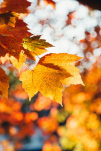 Maple leaves, Autumn leaves, close-up