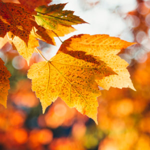 Maple leaves, Autumn leaves, close-up