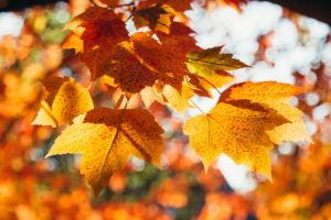 Maple leaves, Autumn leaves, close-up Maple leaves, Autumn leaves, close-up