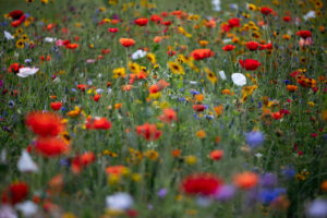 Colorful flower meadow with poppies and coneflower, papaver, echinacea
