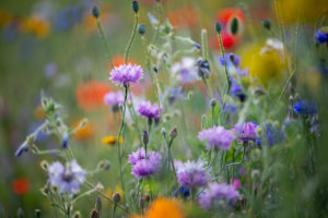Summer flower meadow with cornflowers, close-up, Centaurea cyanus