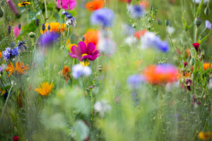 Summer flower meadow, close-up