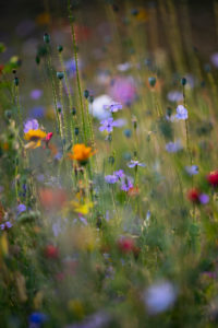 Summer flower meadow, close-up
