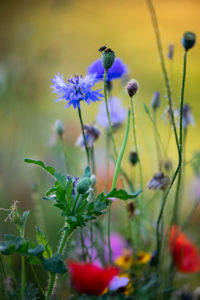 Summer flower meadow with cornflowers and poppies, close-up, Centaurea cyanus