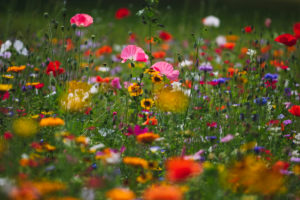Summer flower meadow