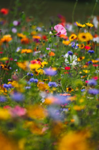 Summer flower meadow