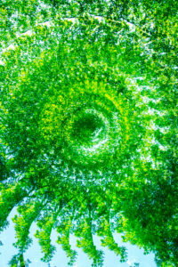 Snail shell from branches, forest composing, deciduous forest, alienated Snail shell from branches, forest composing, deciduous forest, alienated