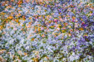 Colorful flower meadow, composing