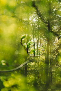 Forest composing, deciduous forest, alienated Forest composing, deciduous forest, alienated