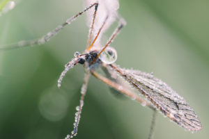 Schnake on leaf in morning dew, macro Schnake on leaf in morning dew, macro