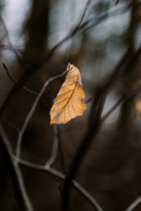 Autumn leaves in the forest, close-up