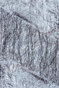Snowy forest, background picture, photographic art, close-up Snowy forest, background picture, photographic art, close-up