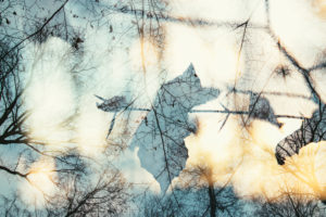 Autumn leaves in the forest, close-up, composing