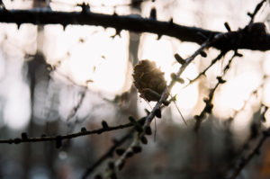 Autumn mood in the forest, close-up, composing