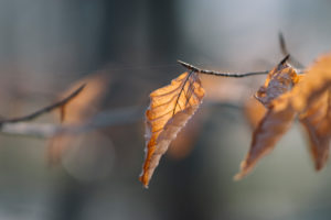 Autumn leaves in the forest, close-up