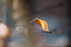 Autumn leaves in the forest, close-up