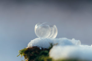 Ice balls in the snow on fir branch, close-up Ice balls in the snow on fir branch, close-up