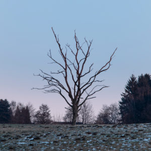 Bare tree in winter Bare tree in winter