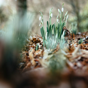 Die ersten Schneeglöckchen im Wald, close-up, galanthus Die ersten Schneeglöckchen im Wald, close-up, galanthus