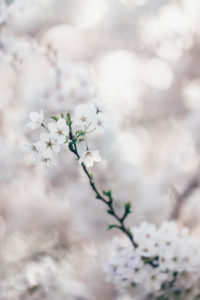 Branch with white flowers, close-up Branch with white flowers, close-up