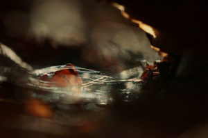Autumn leaves in the water, close-up