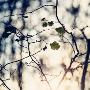Autumn leaves in the backlight, close-up