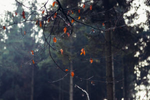 Autumn leaves in the forest