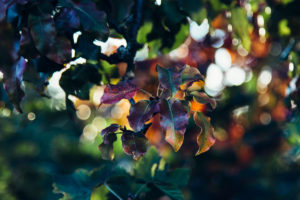 Autumn leaves in the backlight, close-up