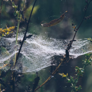 plant with cobweb, close-up plant with cobweb, close-up