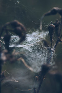 Pflanze mit Spinnennetz, close-up Pflanze mit Spinnennetz, close-up