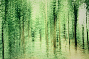 Deciduous trees in the forest, alienation, nature art Deciduous trees in the forest, alienation, nature art